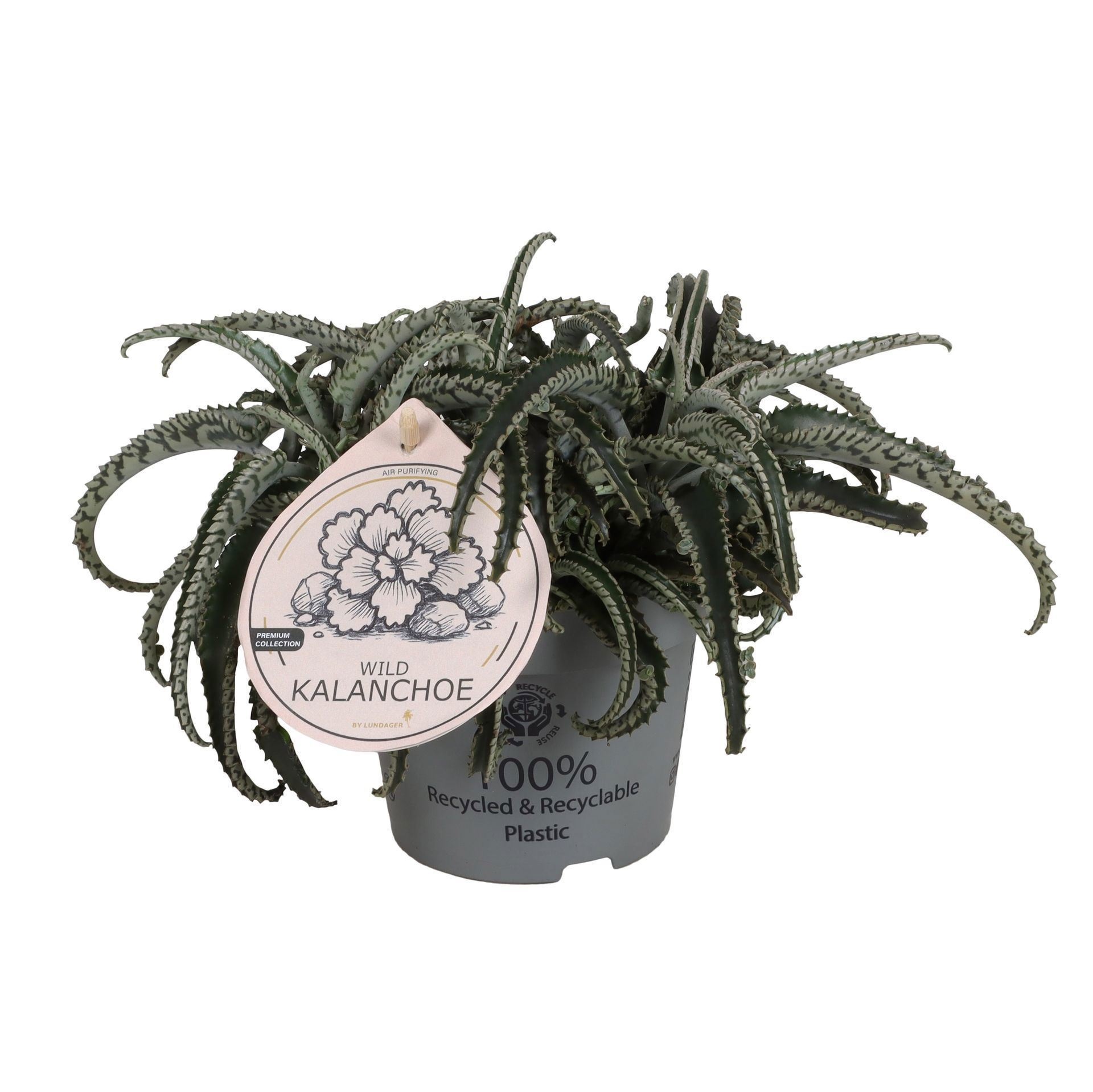 Kalanchoe Octopus 12 cm, D 12