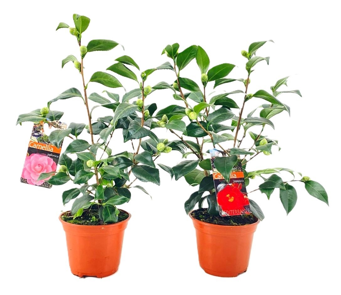Camellia japonica, D 13
