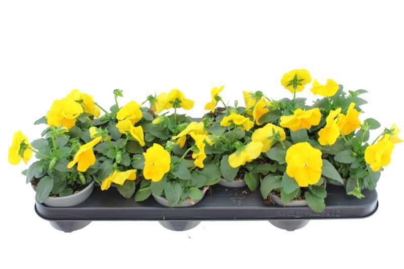 Viola witt. Delta Pure Yellow, D 11