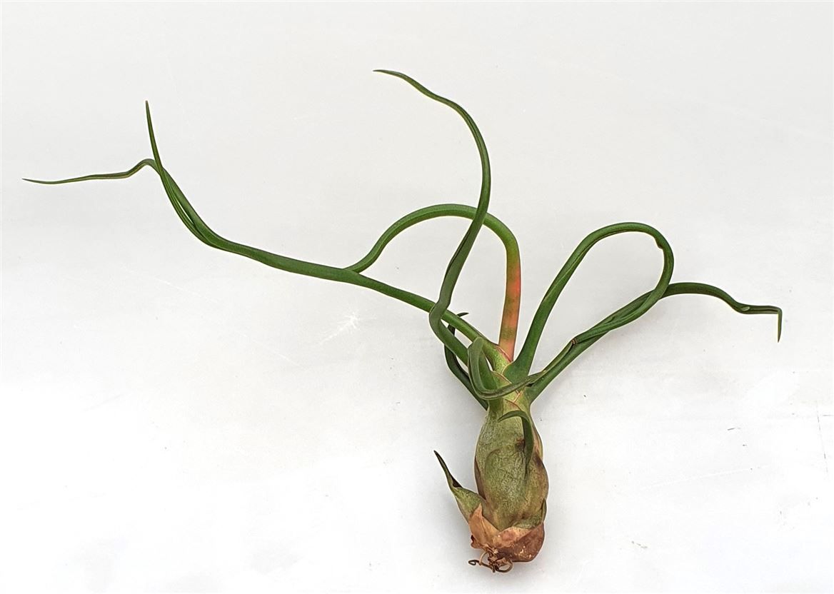 Tillandsia 'Bulbosa', D 15