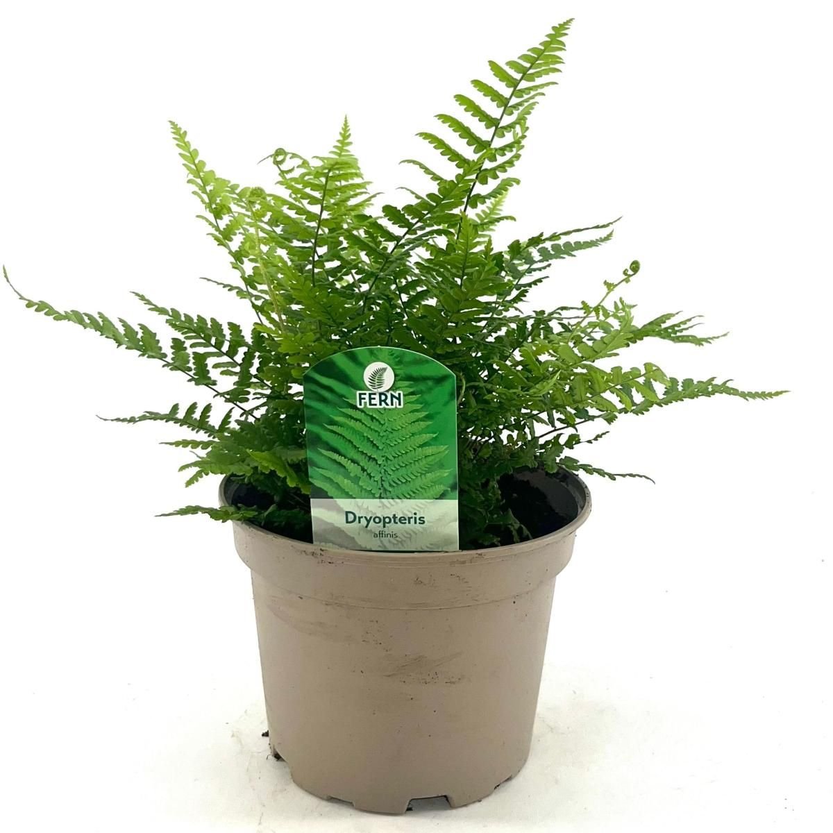 Dryopteris affinis, D 17