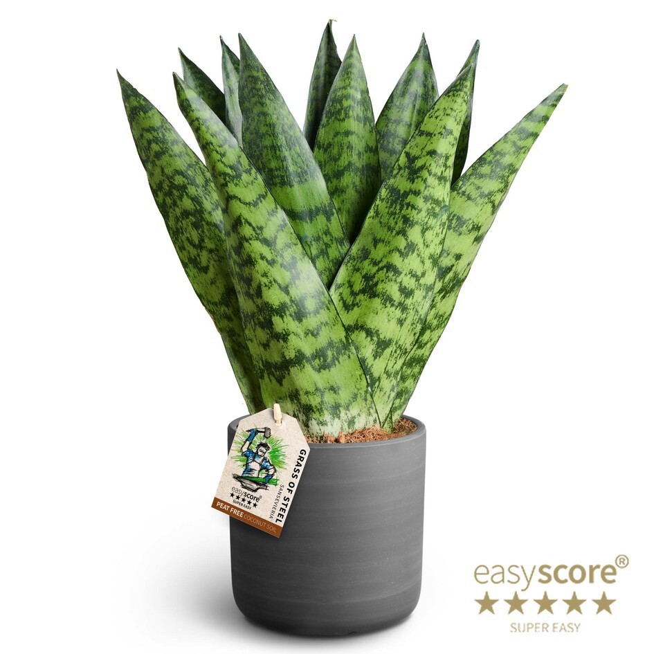 Raw Black, Sansevieria zeylanica ´Fan´, D 12