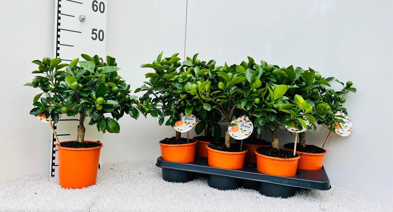 Citrus Calamondin half-stem (XL), D 15