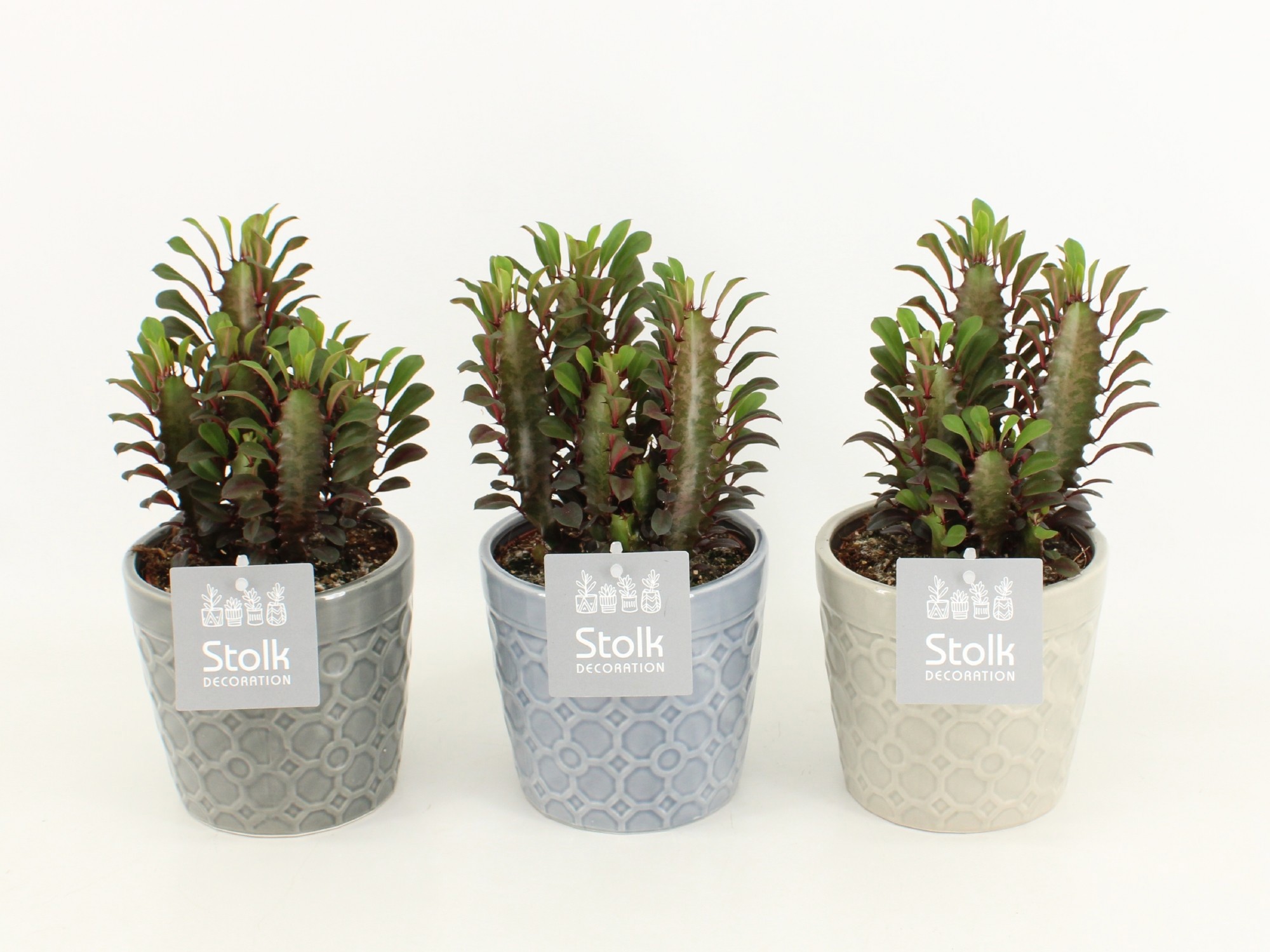 Euphorbia Trigona Rubra in Gaia keramiek, D 13