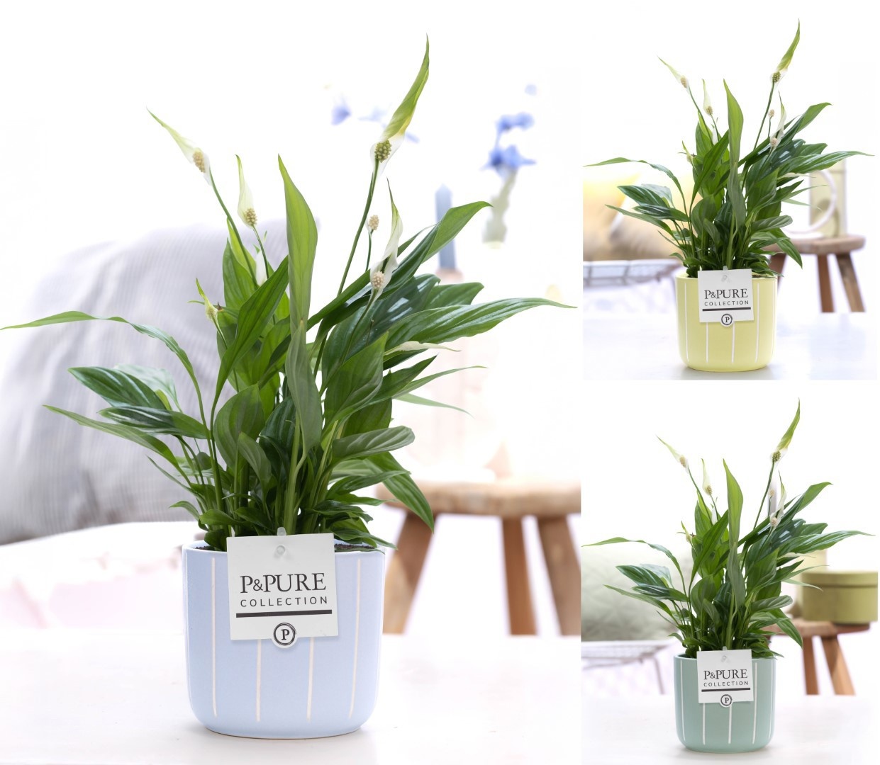 Spathiphyllum Korto in P&PURE Fleur ceramics ass. 3, D 12