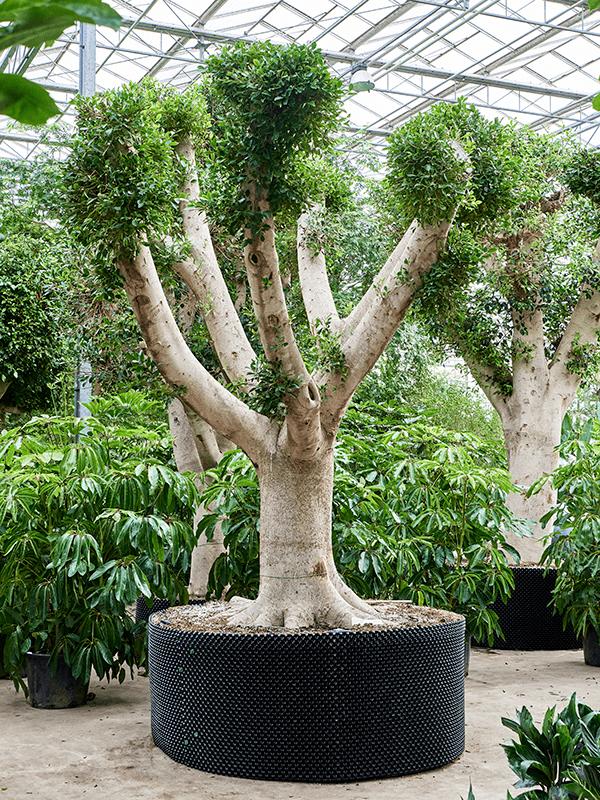 Ficus microcarpa 'Nitida', D 200