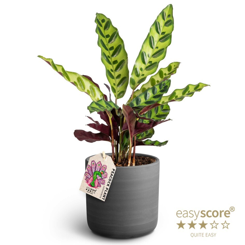 Raw Black, Calathea insignis, D 12
