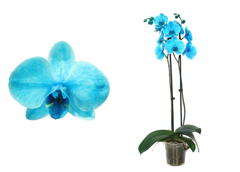 Phal I am Ocean Blue 2T14+, D 12