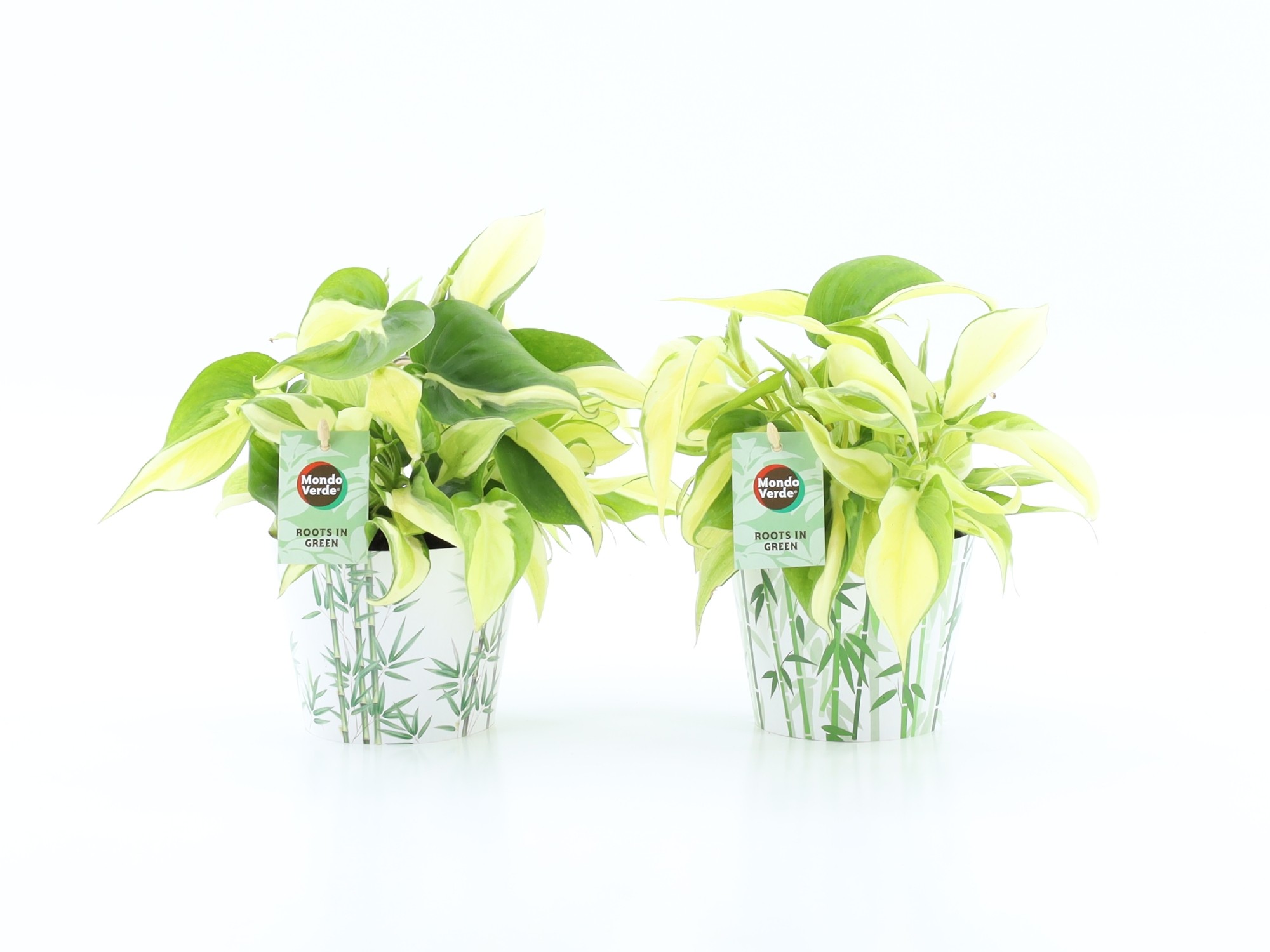 Philodendron scandens Rio in Potcover Bamboo, D 12