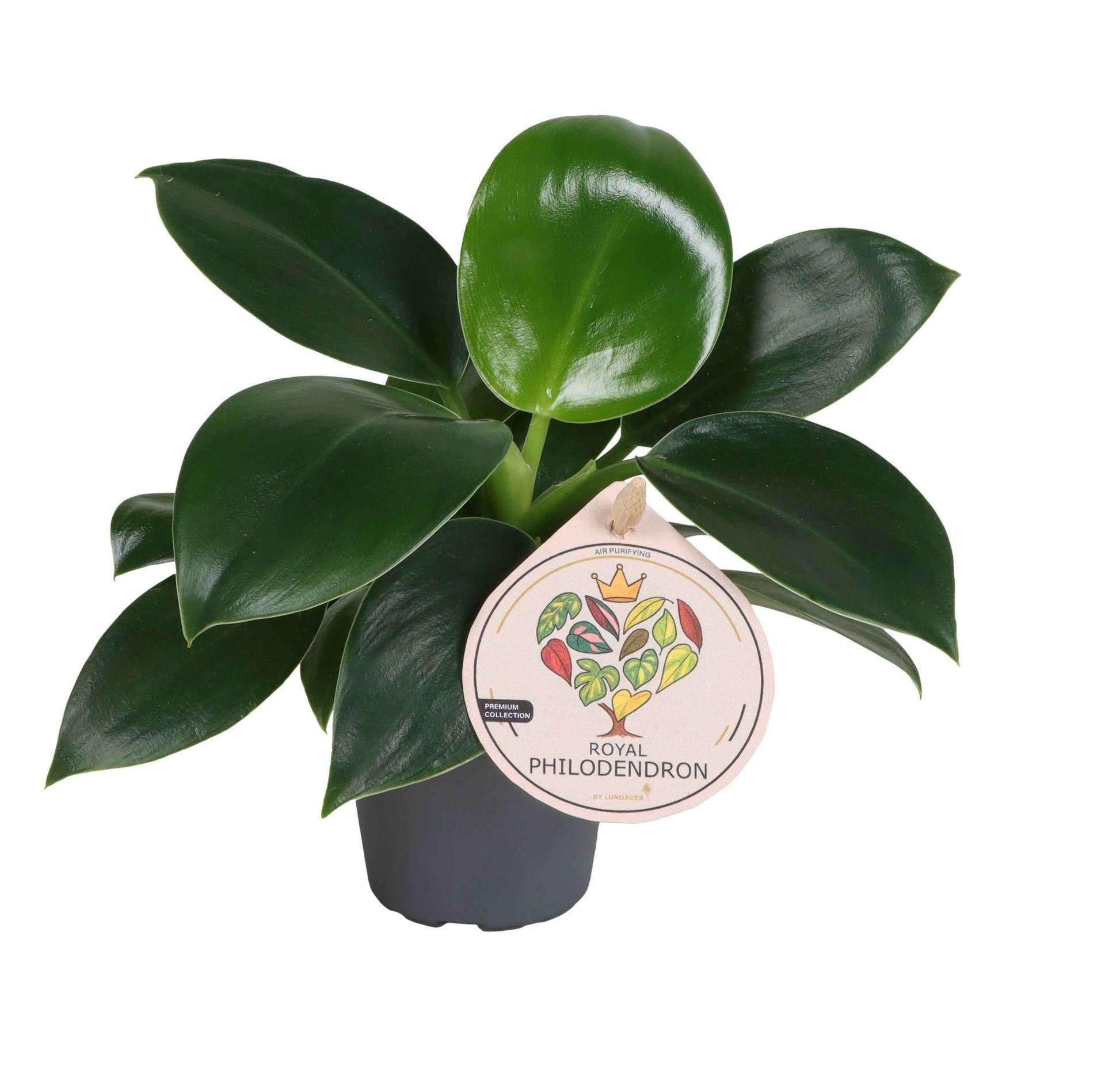Philodendron Green Princess 6 cm, D 6