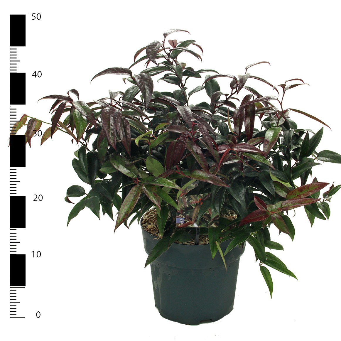 Leucothoe Carinella, D 23