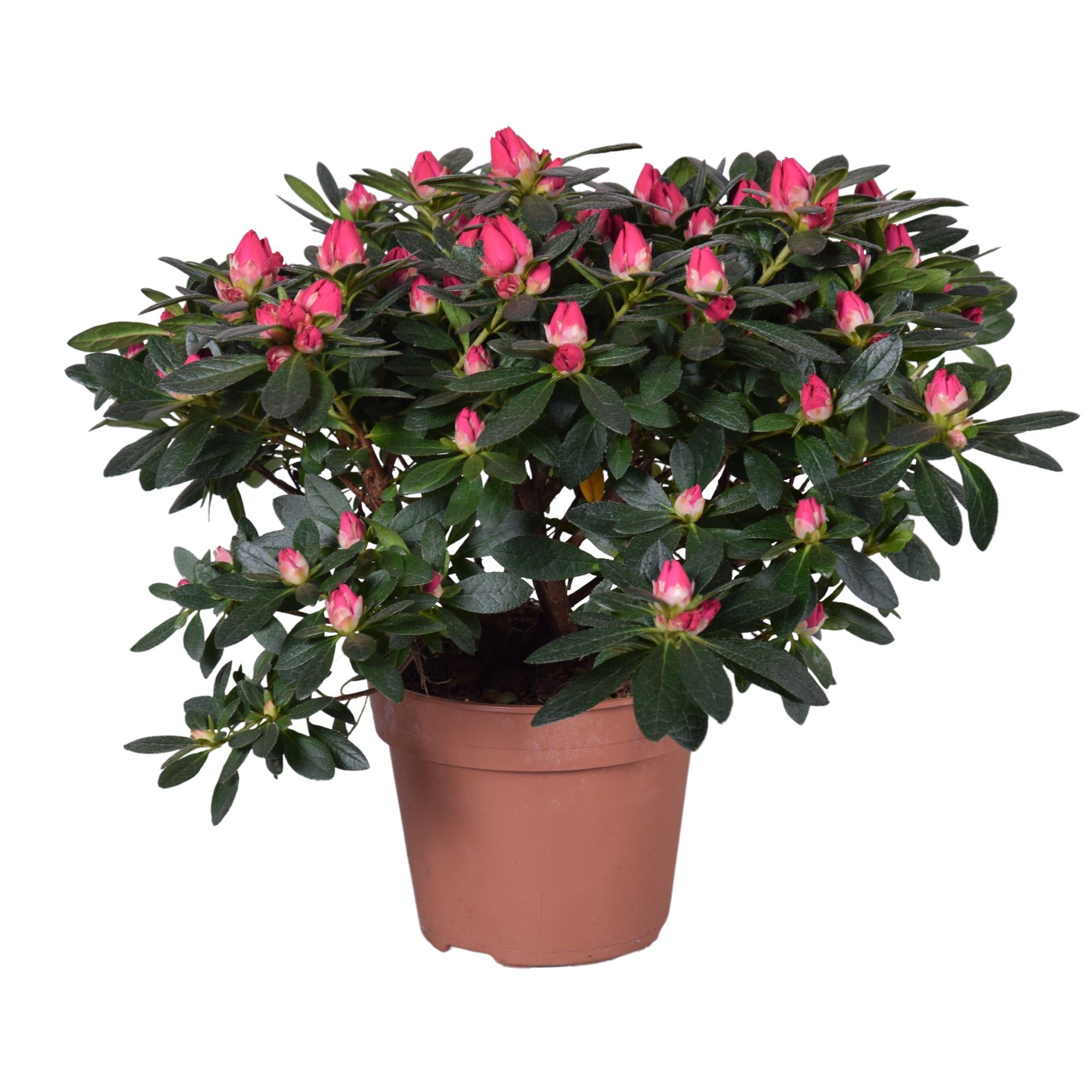 Azalea 'Tamira' rood 14cm, D 14
