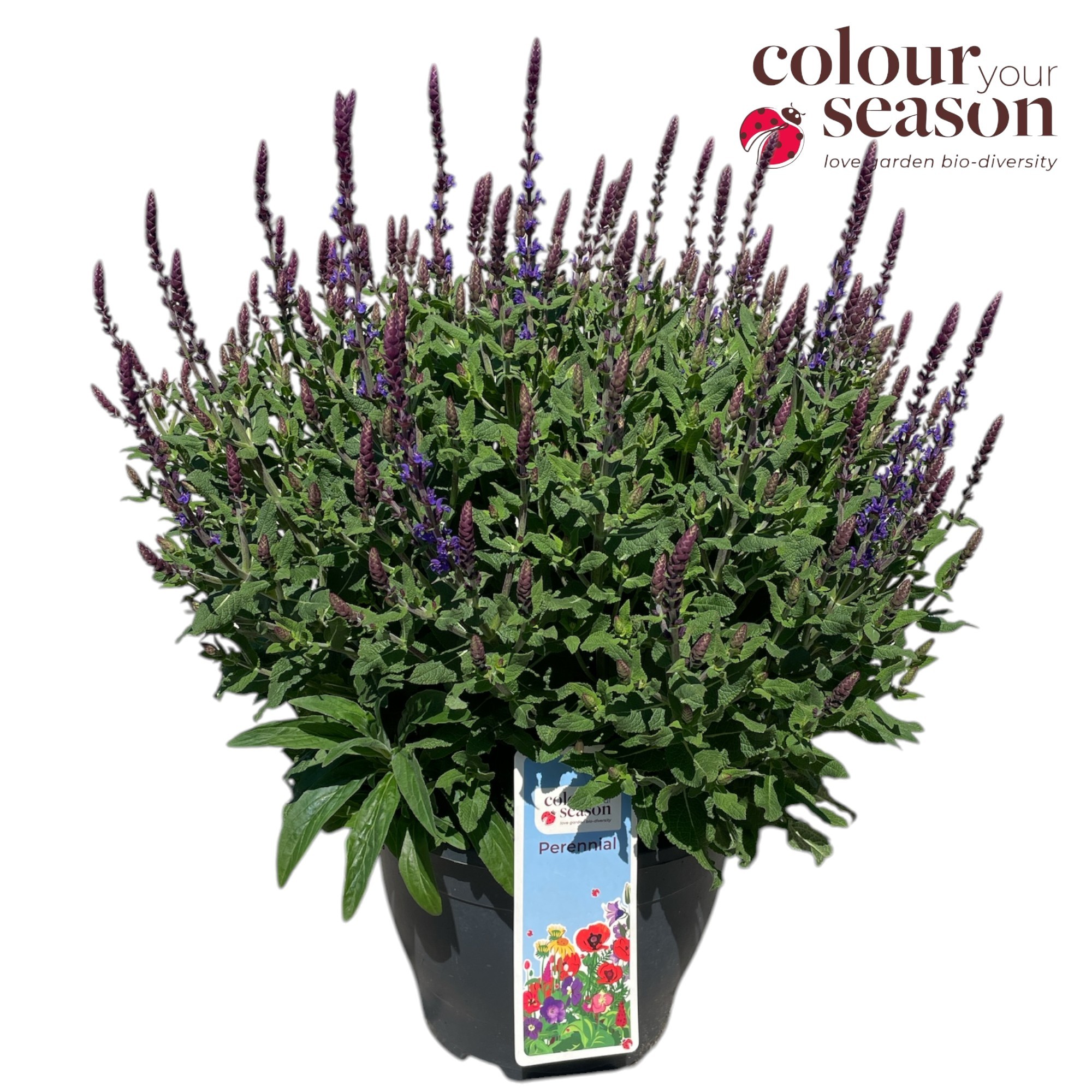 Salvia Sensation blue P26, D 26