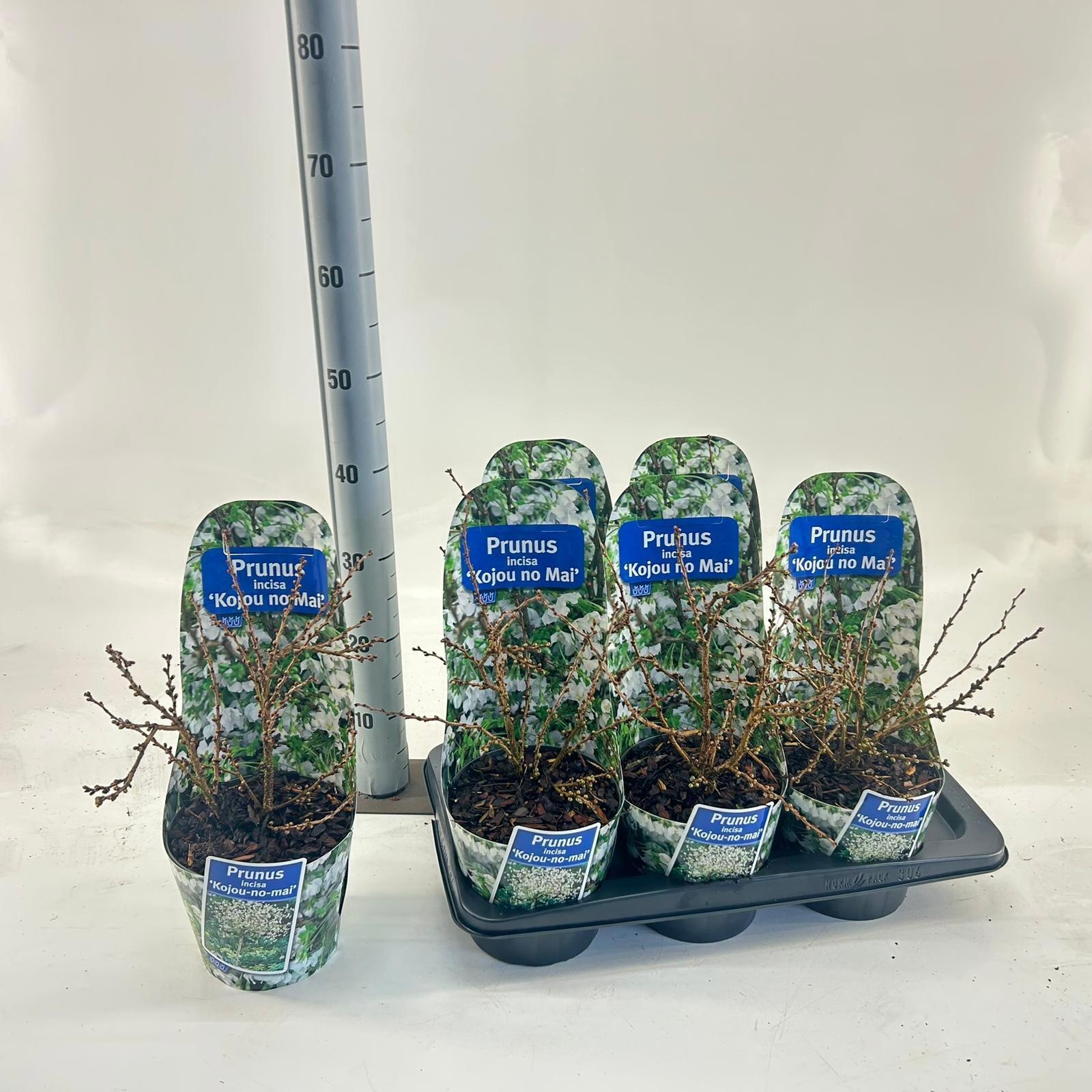 Prunus incisa 'Kojou-no-mai' (in potcover), D 17
