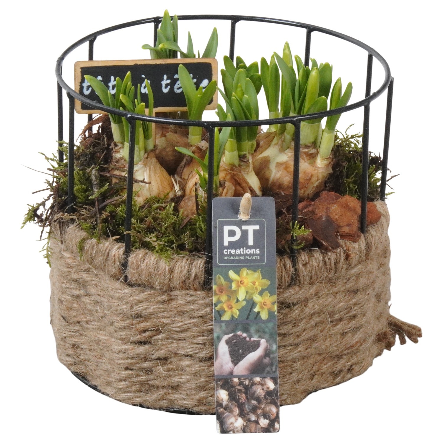 PTN8658 Arrangement Narcissus in mand met metaal, D 17