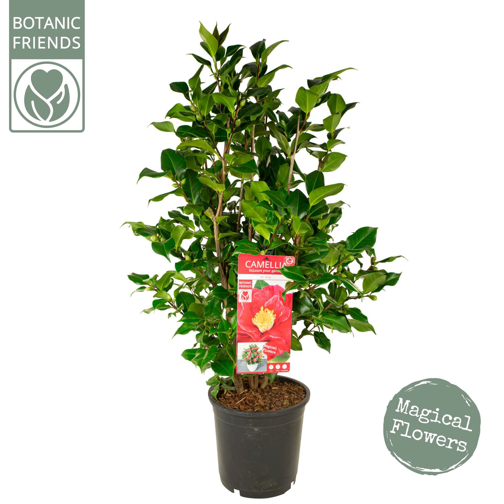 Camellia jap. 'Dr. King', D 24