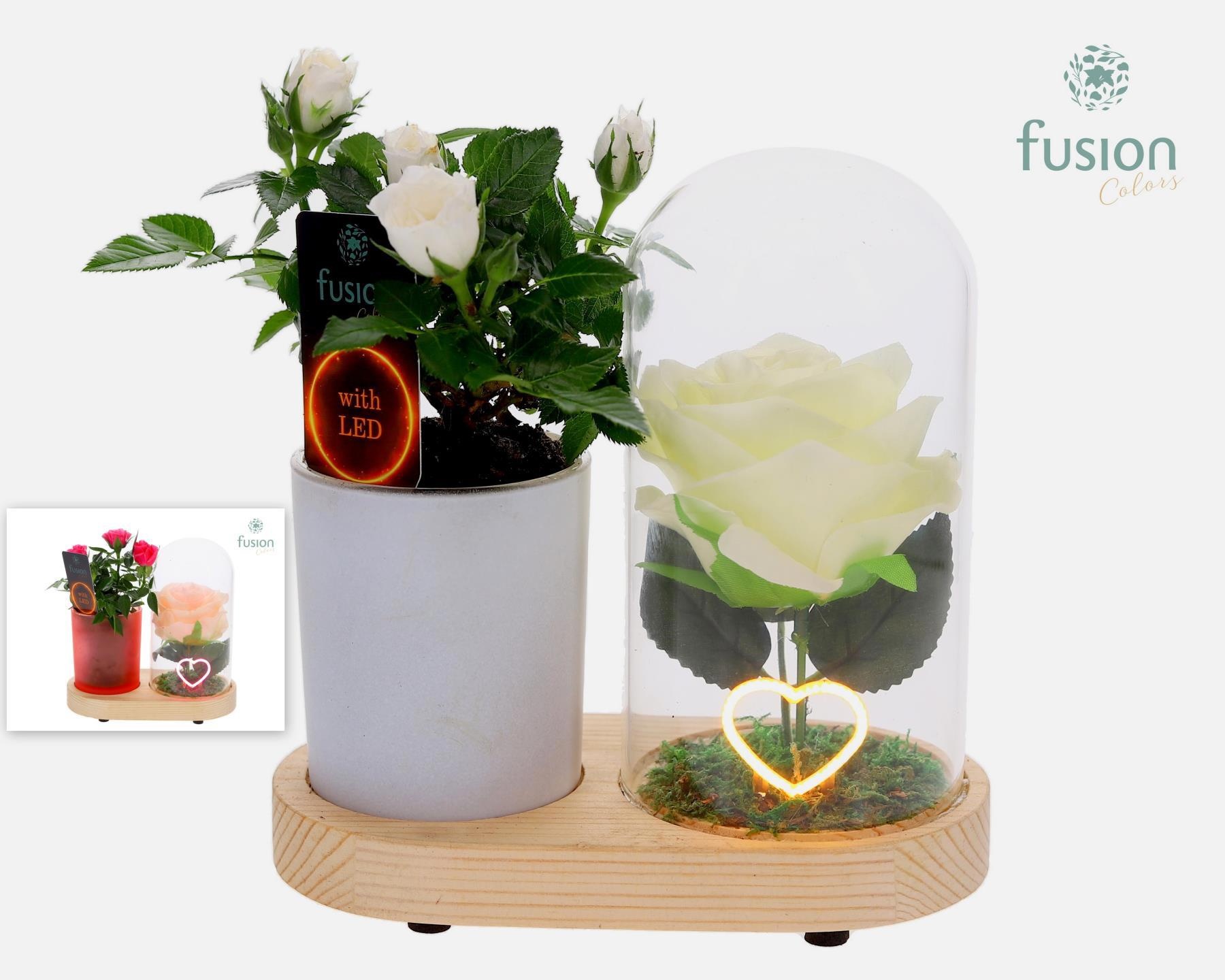 LED Lichtbal Hart houten planter met Potroos, D 17