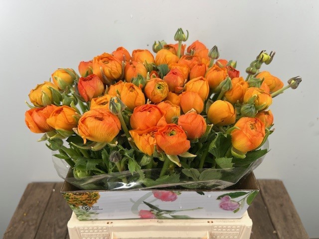 Ранункулус Элеганс Оранж 40, шт.