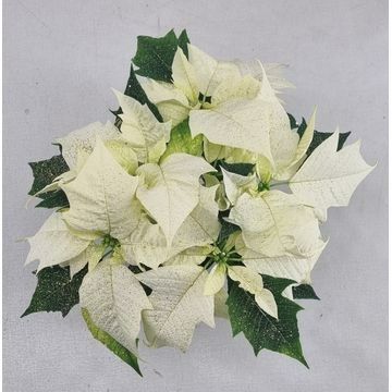 Poin Lazzeri Alaska 10,5cm + Zilver Glitter, D 10,5 cm