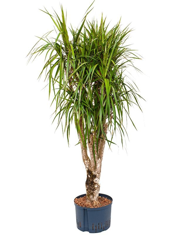 Dracaena marginata, D 28 cm