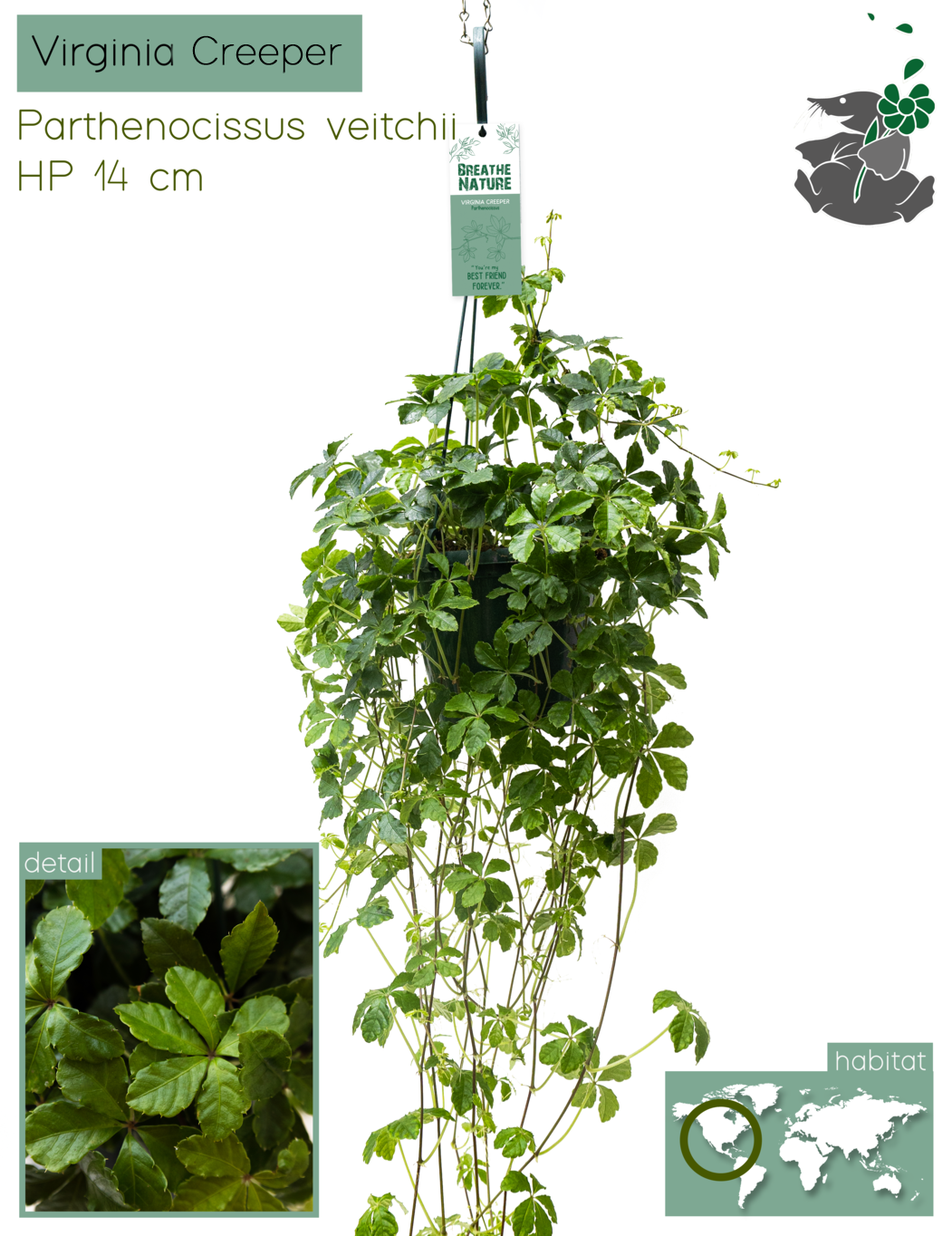 Parthenocissus Veitchii, D 14