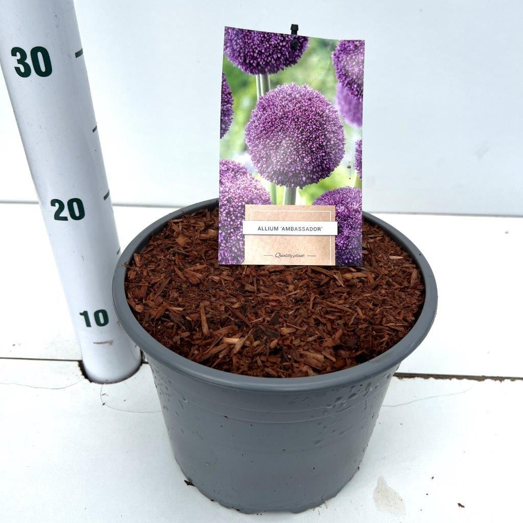 Allium 'Ambassador', D 21