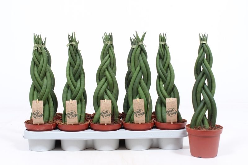 Sansevieria Twister, D 12