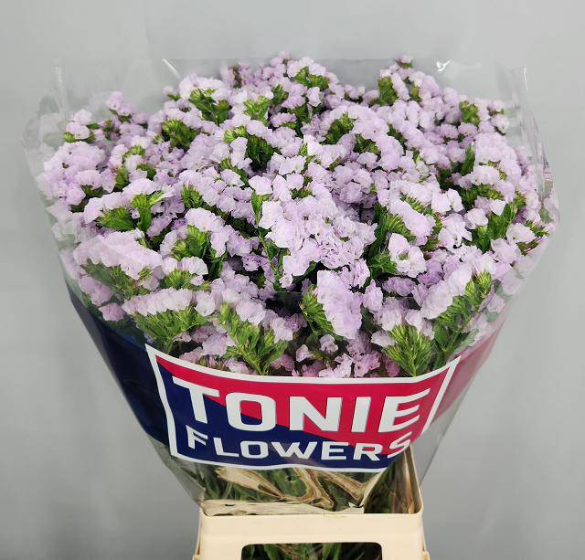 Статица Тесса Лавендер 70, шт.