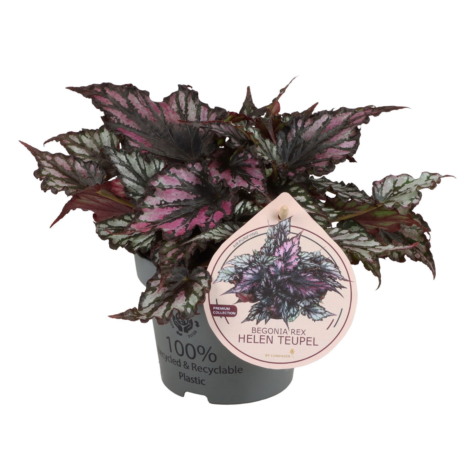 Begonia Rex Helen Teupel 12 cm, D 12