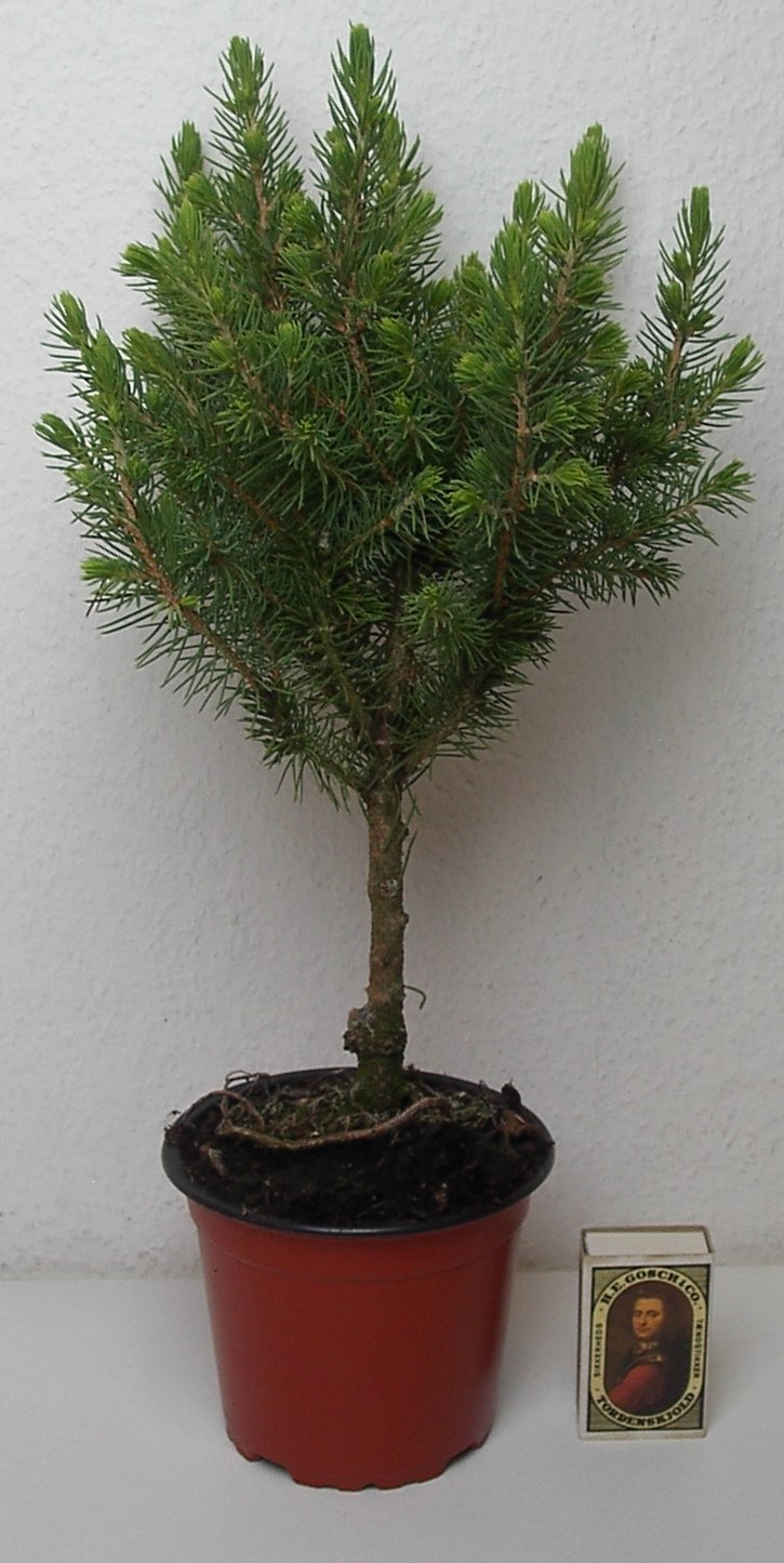 PICEA GLAUCA 'CONICA', D 11 cm