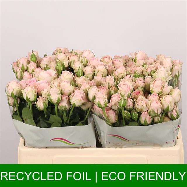 Роза куст. Гуд Муд 50, шт.