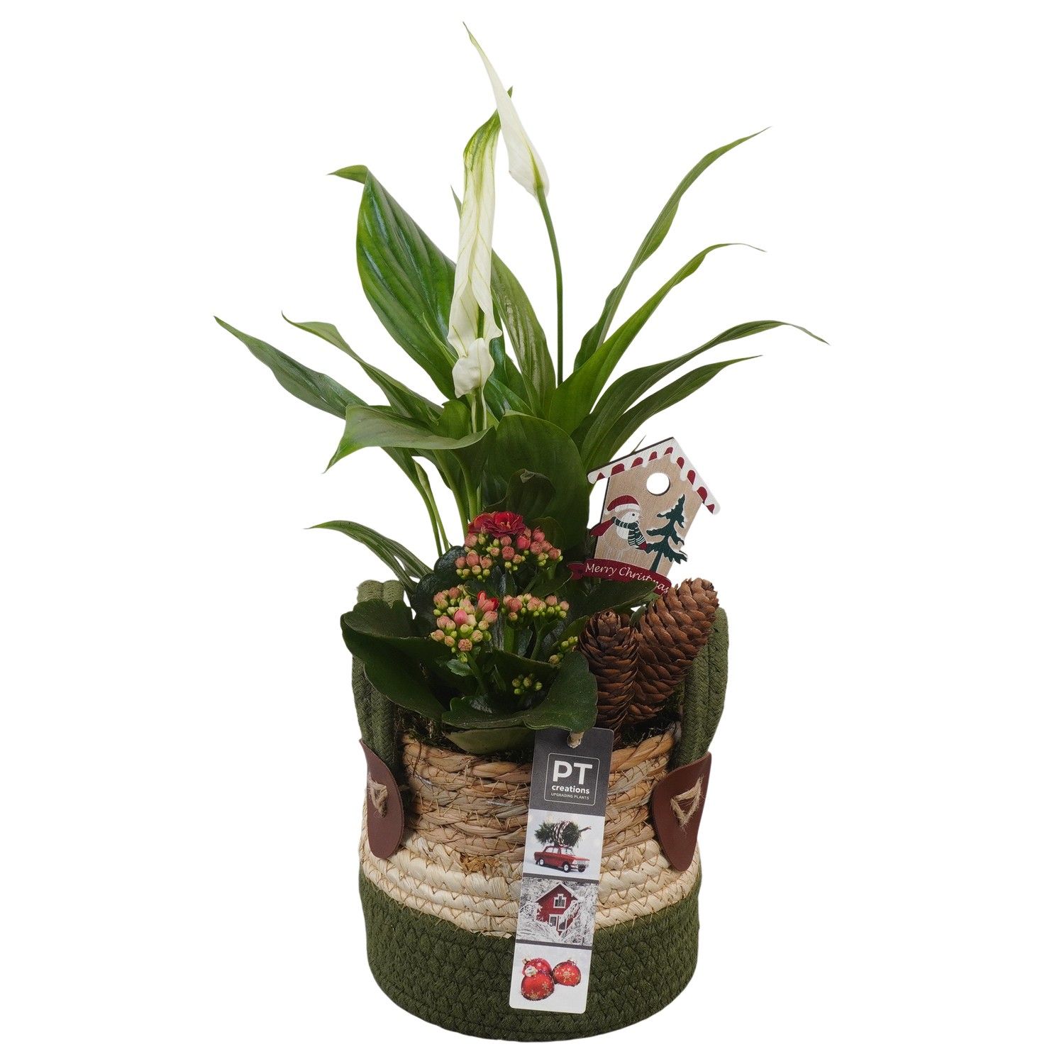 PTCHR7375 Arrangement Christmas Red in rieten mand, D 13 cm