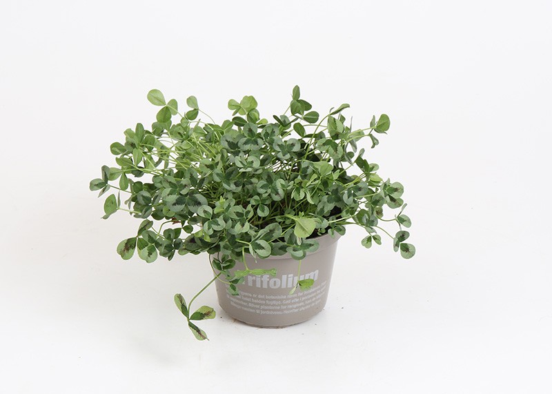 TRIFOLIUM REPENS 'SWEET MIKE', D 11