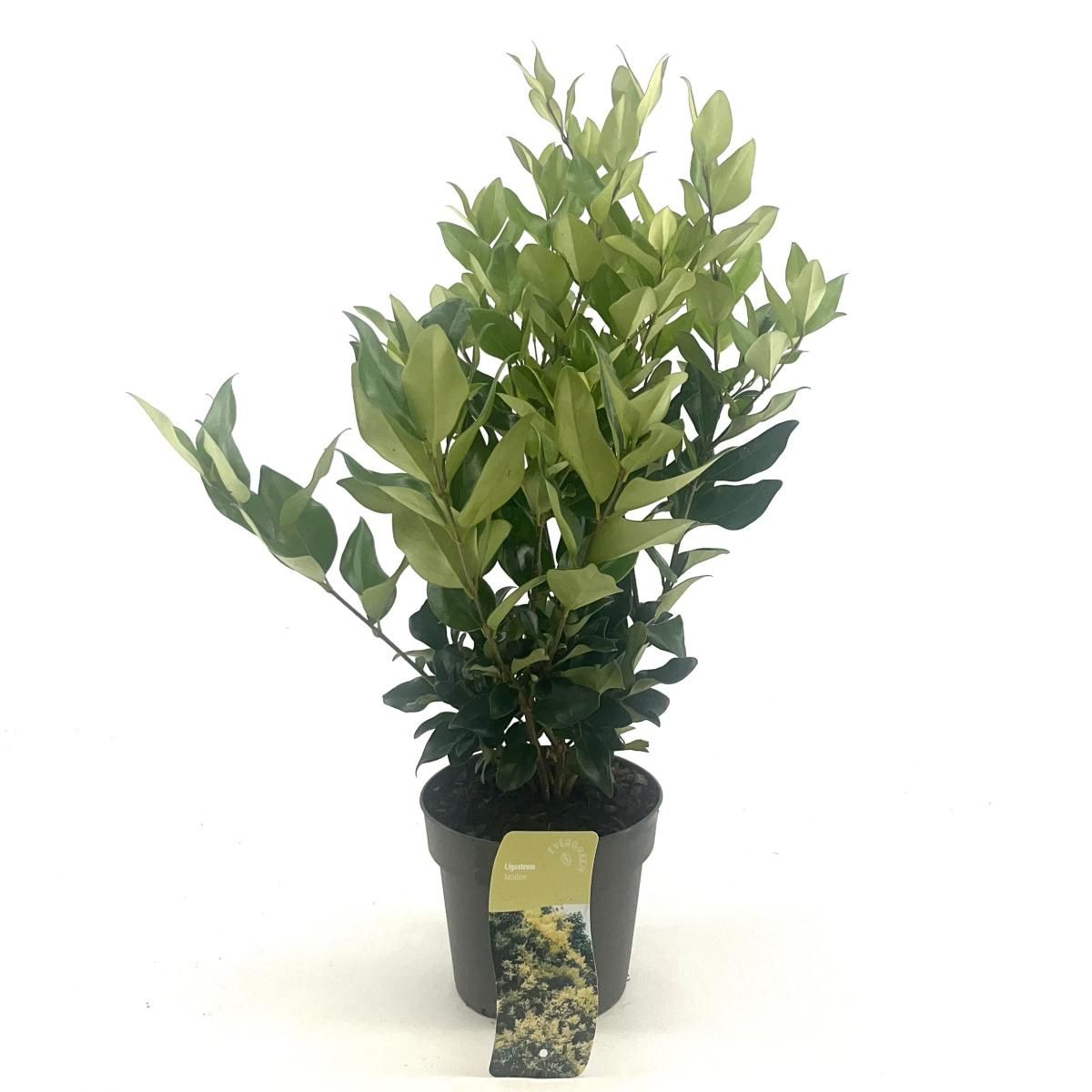 Ligustrum lucidum, D 17 cm