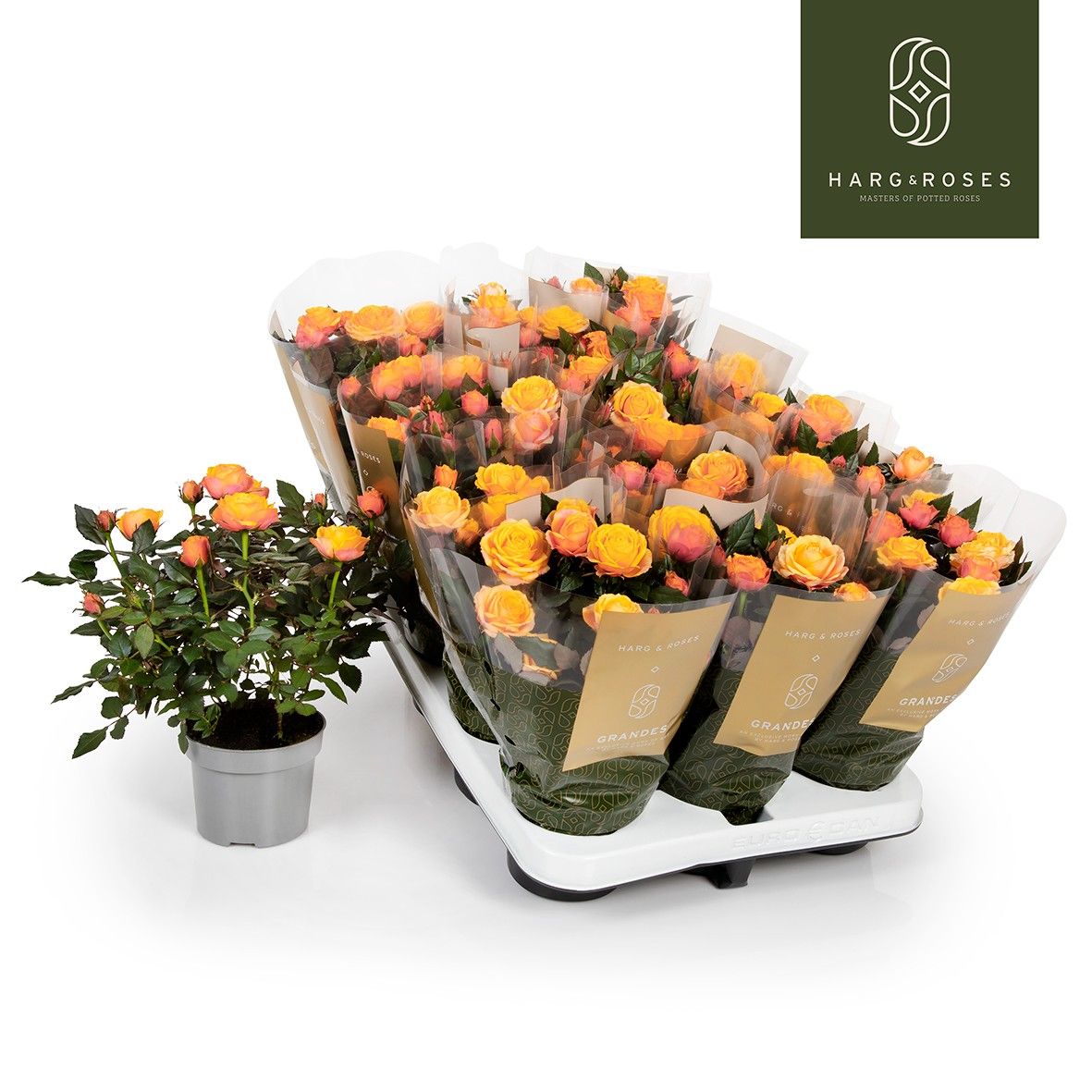 Rosa Kordana Grande Firebird, D 10,5