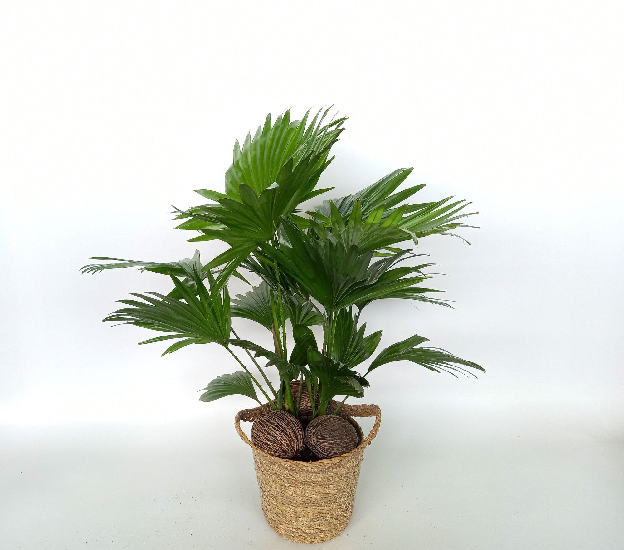 Livistona in Pot Nelis Naturel, D 16 cm Livistona in Pot Nelis Naturel, D 16 cm