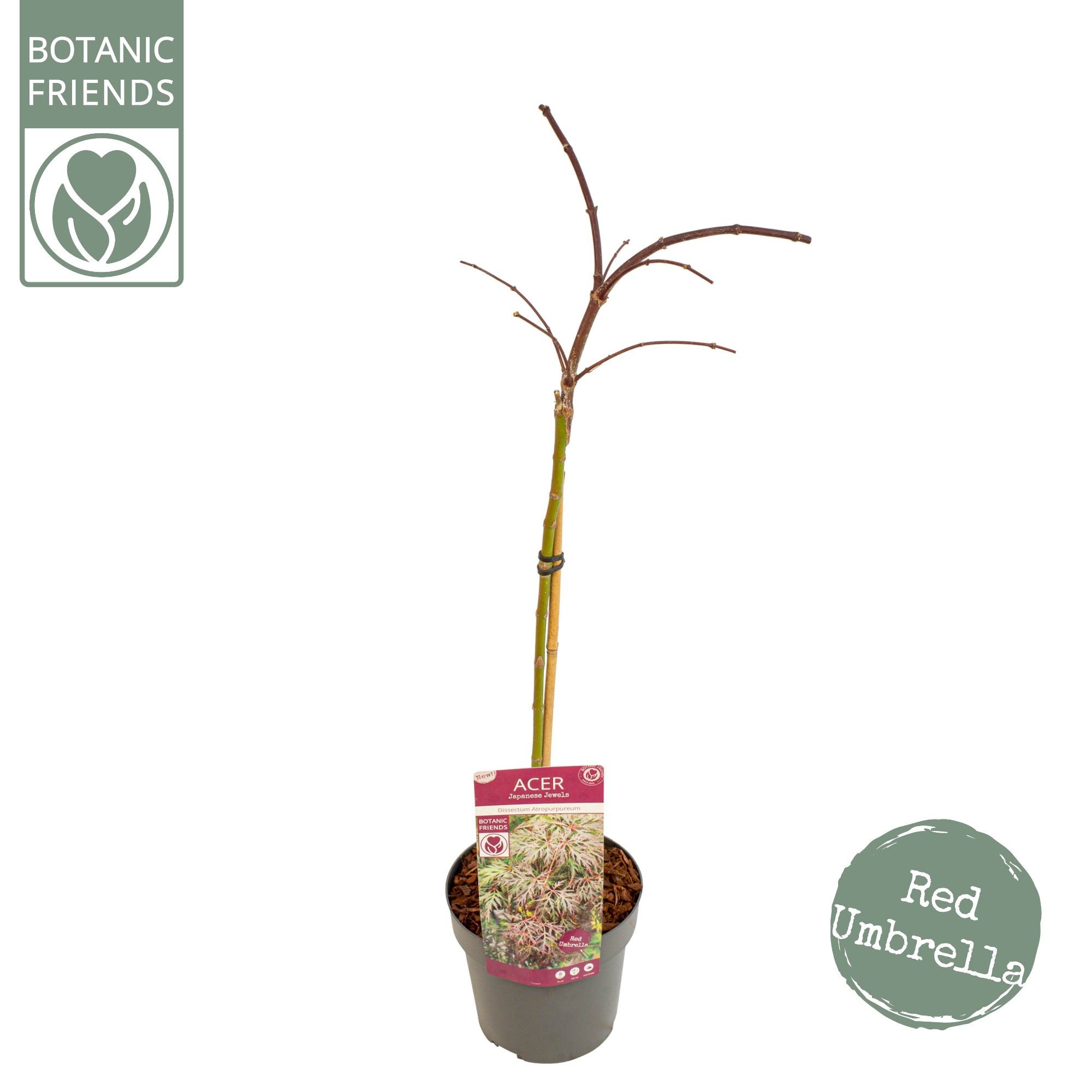 Acer palm. 'Cascade Crimson', D 19