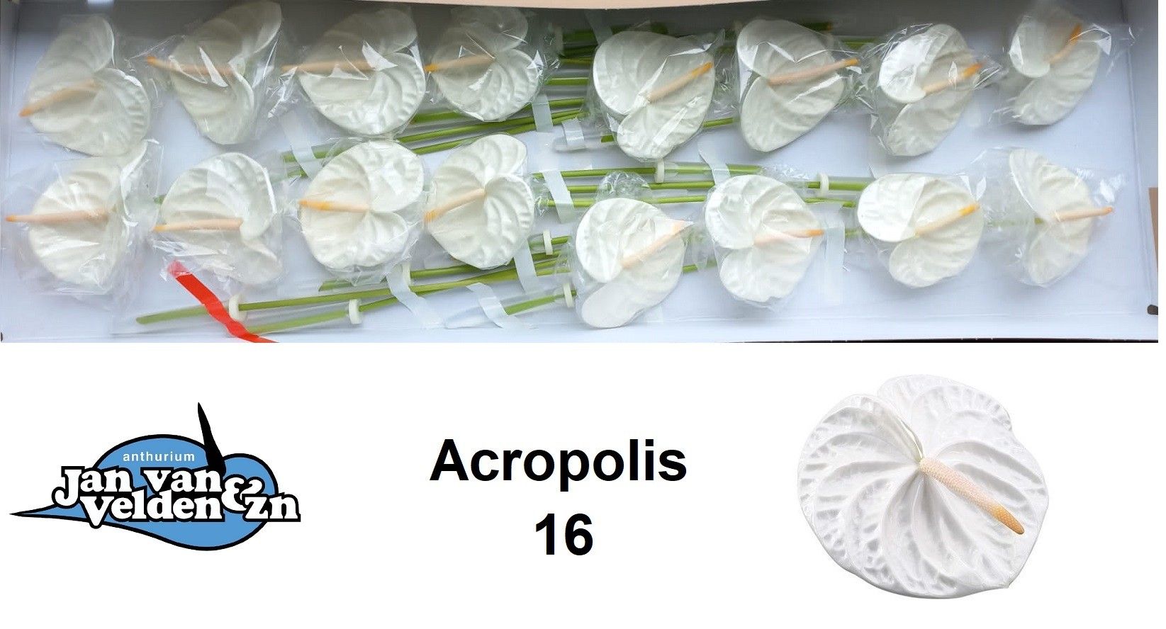 Антуриум Акрополис x16, шт. Антуриум Акрополис x16, шт.