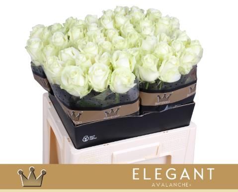 Роза од. Аваланш+ 40, шт.