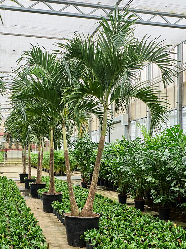 Veitchia (Adonidia) merrillii, D 65 cm