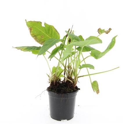 Persicaria amplexicaulis, D 14 cm