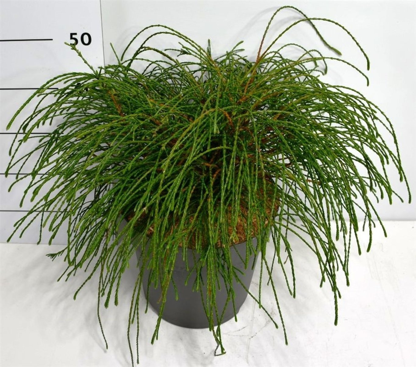 Thuja pl. 'Whipcord', D 32