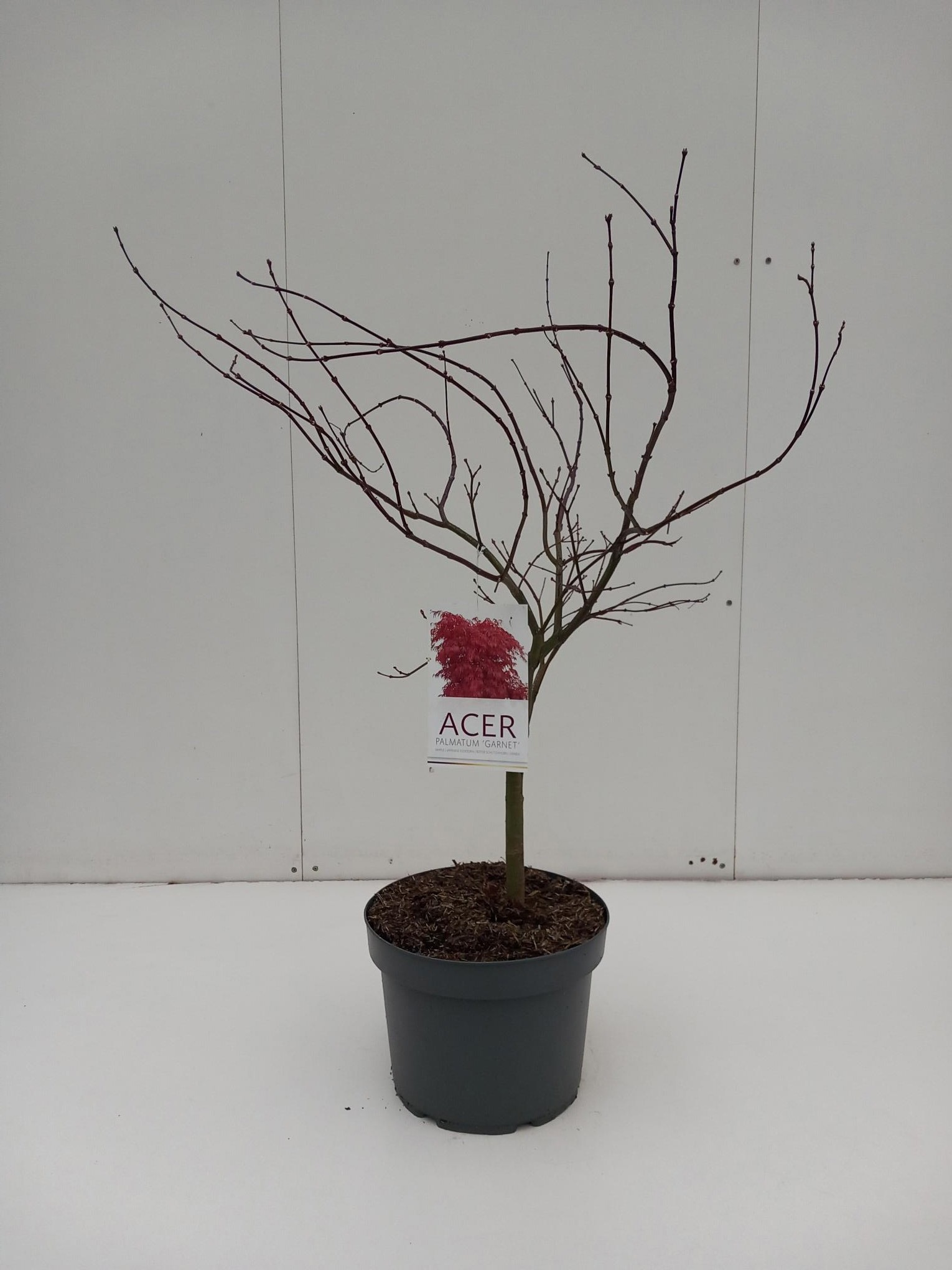 Acer palmatum Garnet, D 29