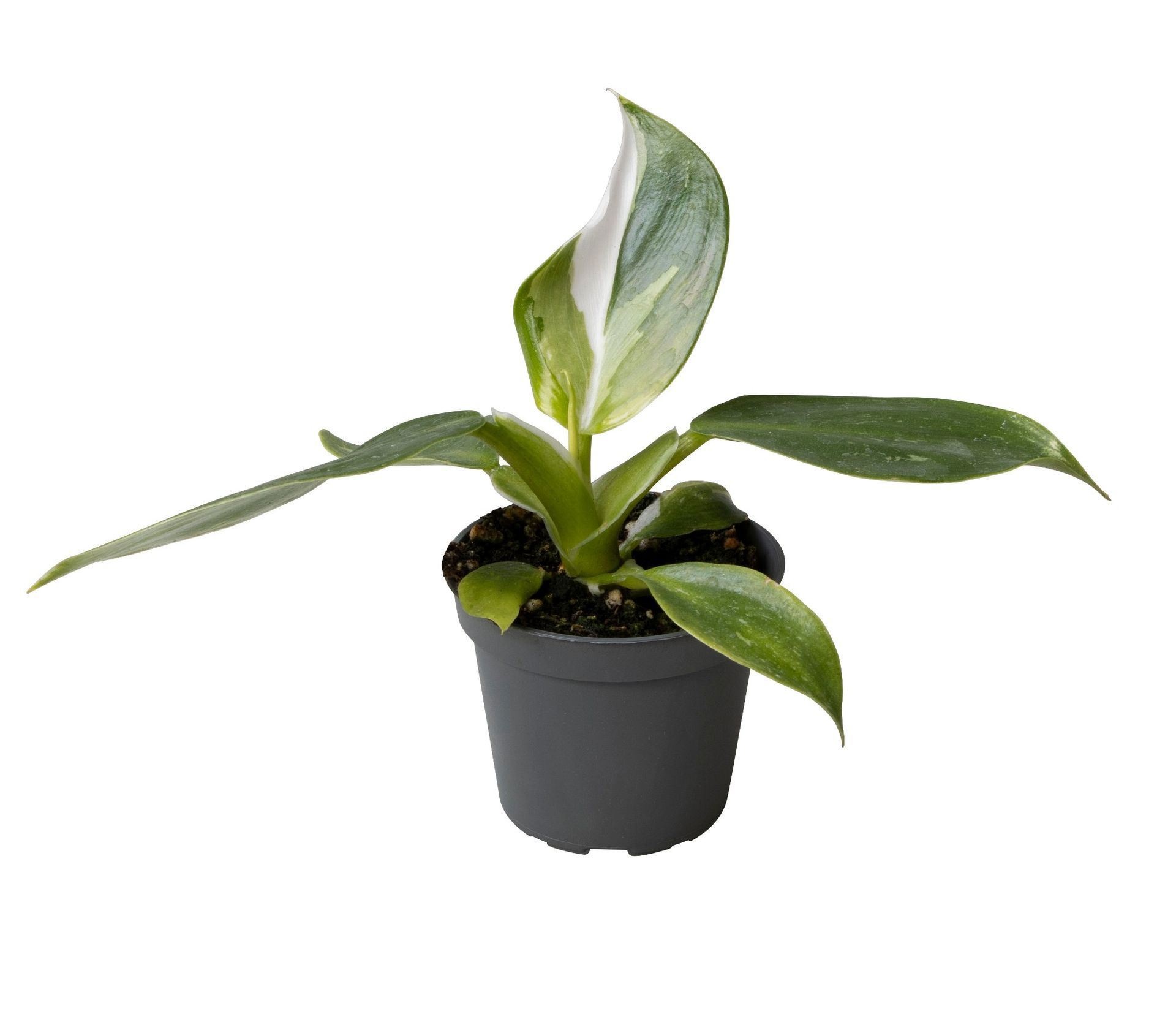 Philodendron White Wizard, D 6