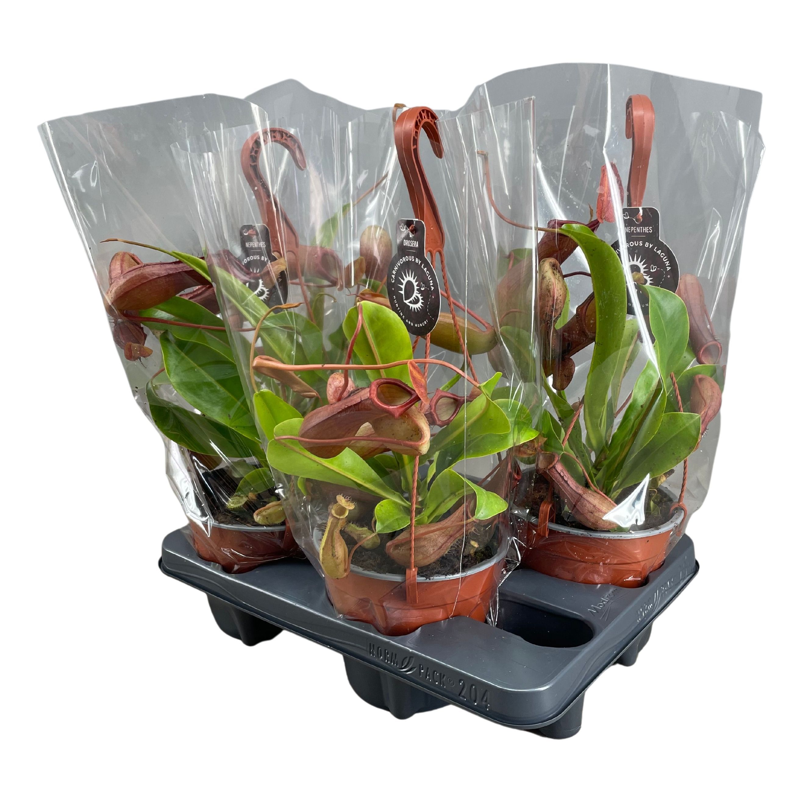Nepenthes mix 14 cm in hangpot, D 14 cm Nepenthes mix 14 cm in hangpot, D 14 cm