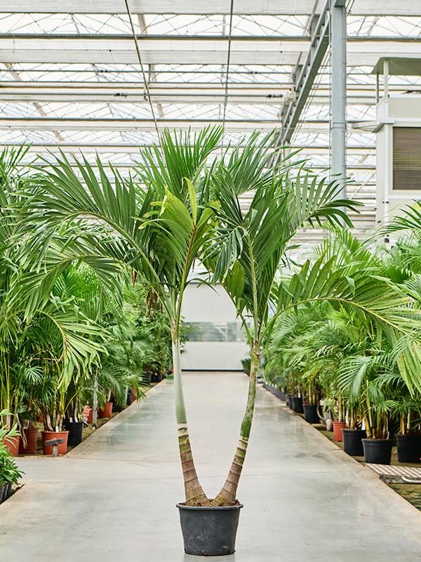 Veitchia (Adonidia) merrillii (200-220), D 35 cm