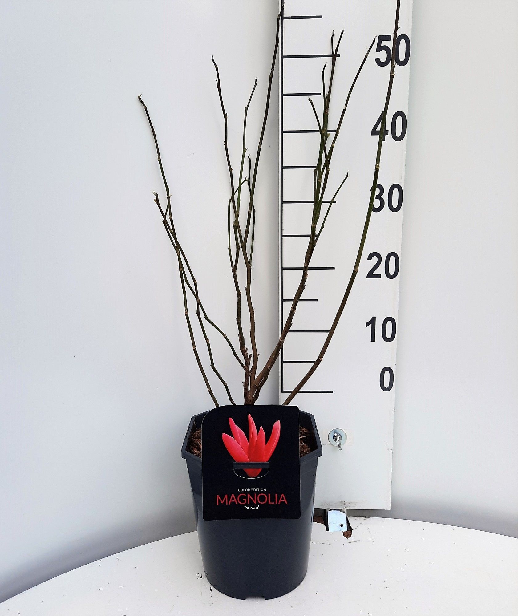 Magnolia Susan, D 21