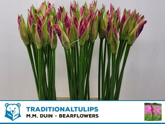 Нерине Рас Ван Рун 65, шт.