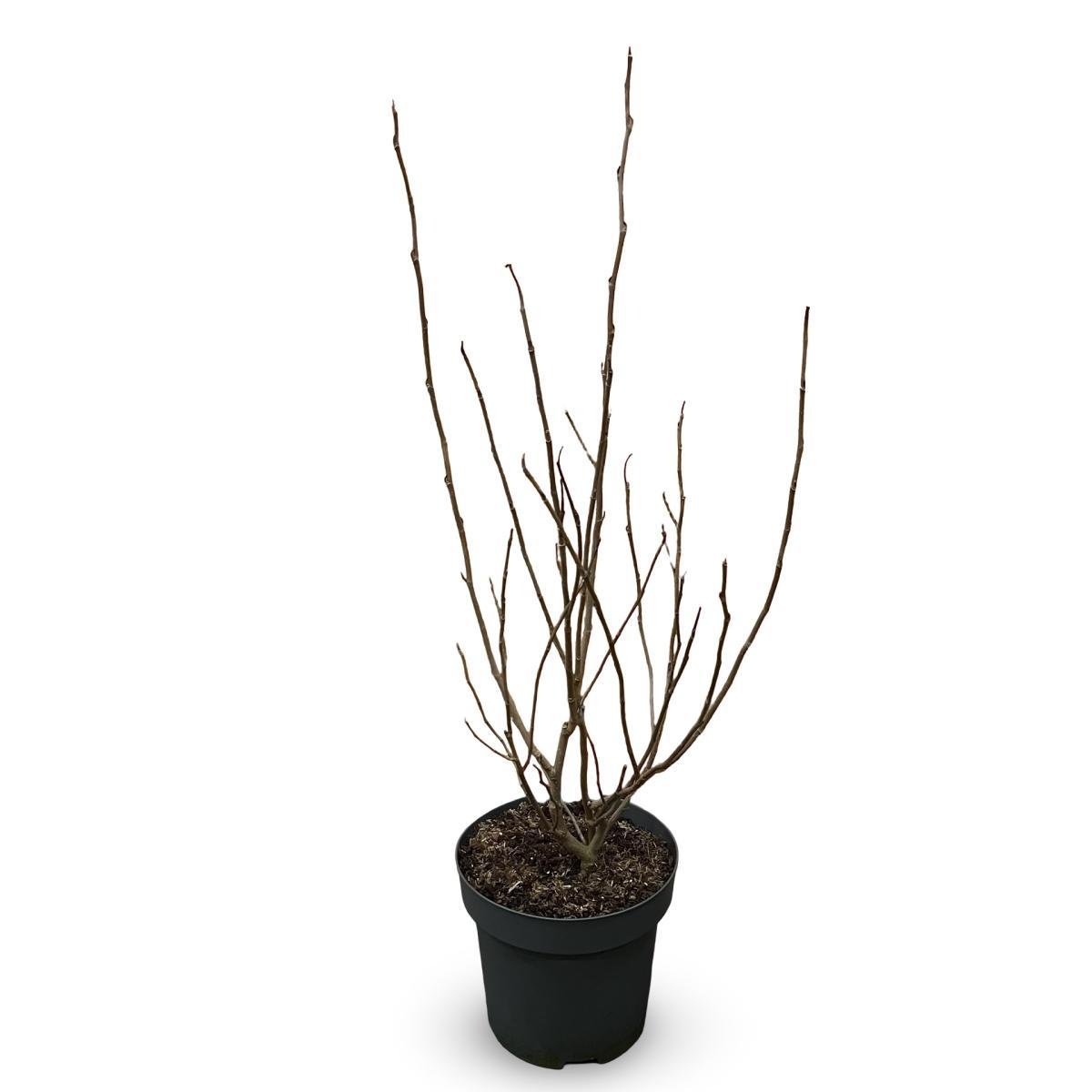 Magnolia sieboldii, D 32