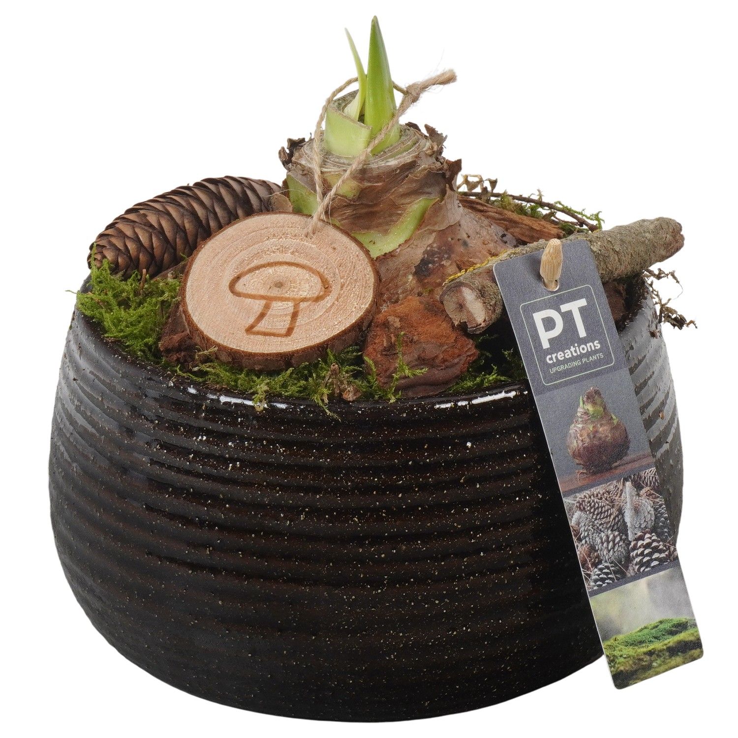 PTAA7512 Arrangement Amaryllis in keramiek pot, D 17 cm